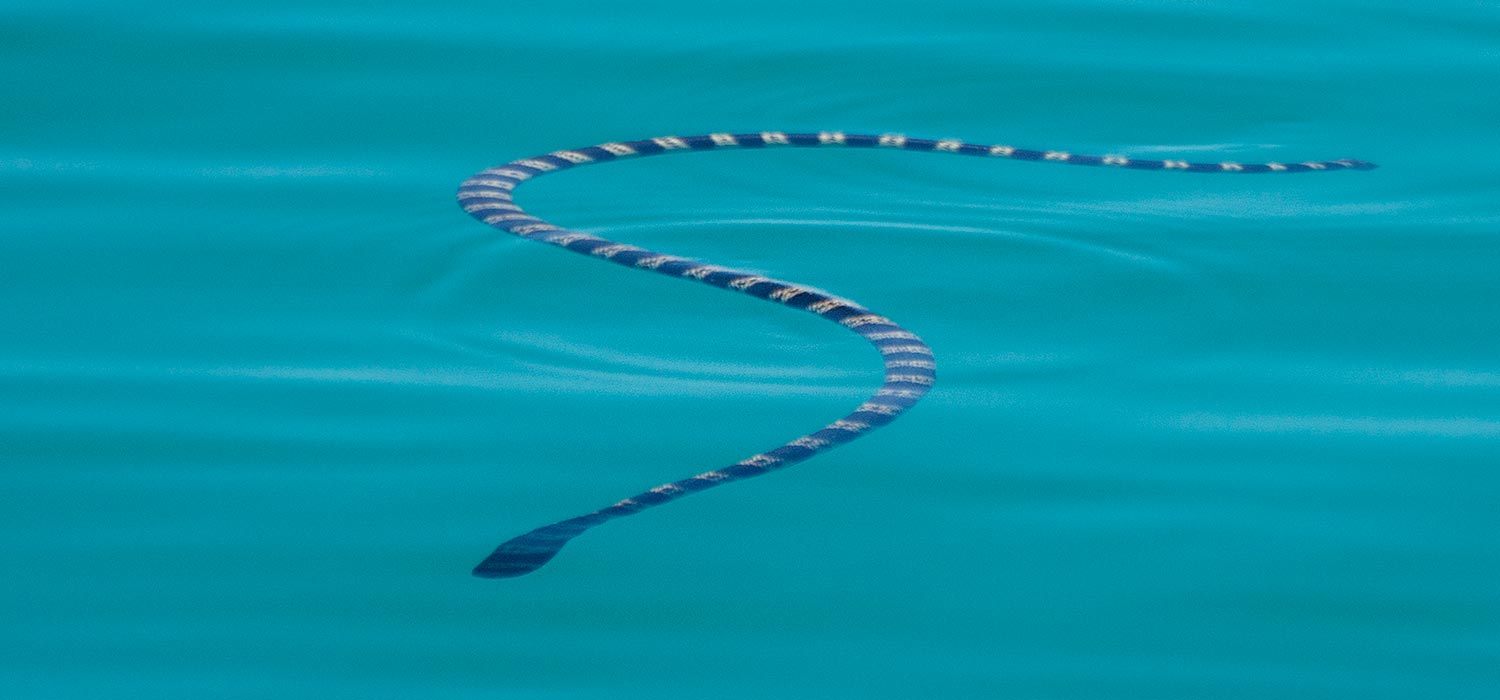 A seasnake at Monkey Mia